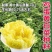 鸡蛋黄白菜种子早熟抗病高产四季黄心大白菜快菜耐热好吃蔬菜