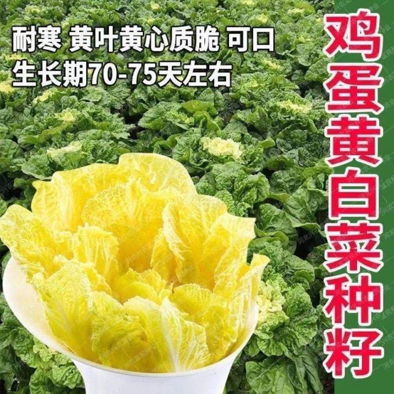 鸡蛋黄白菜种子早熟抗病高产四季黄心大白菜快菜耐热好吃蔬菜