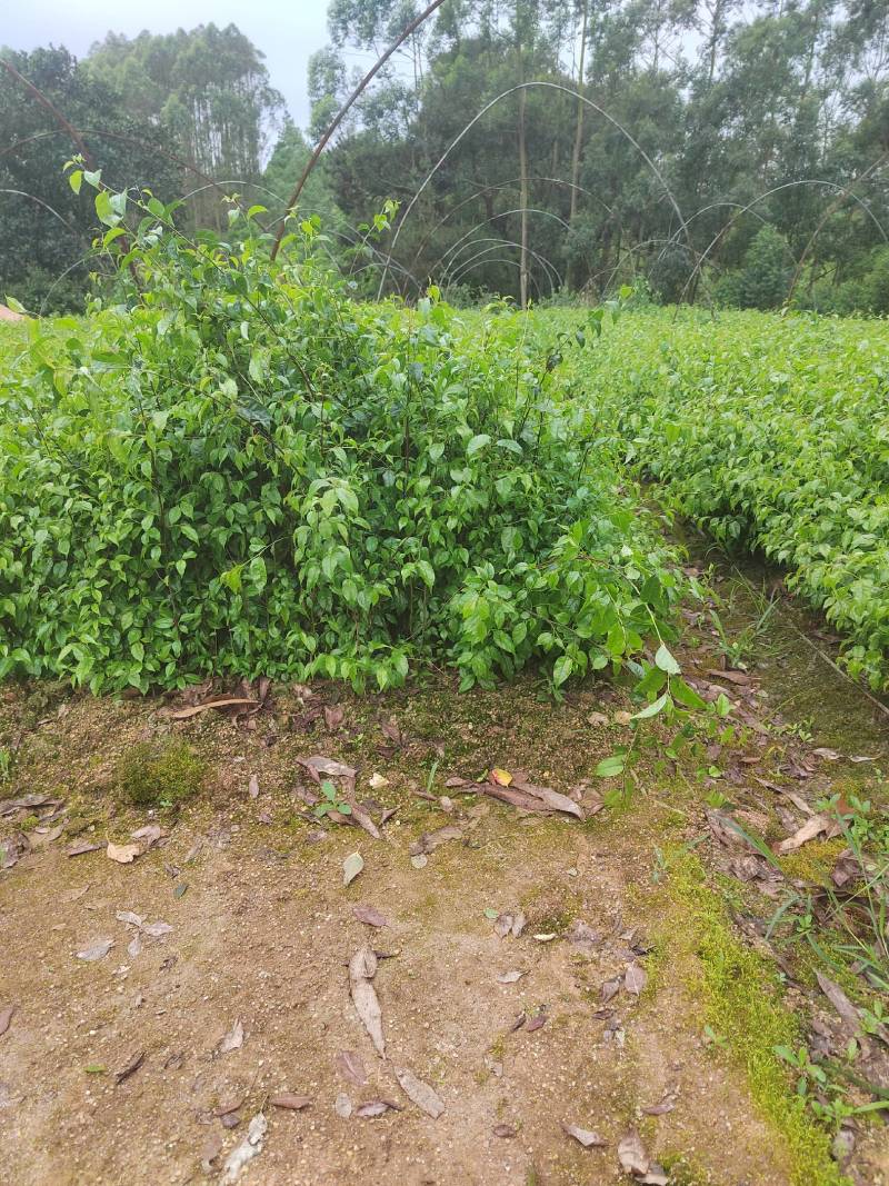 岗梅苗岗梅根营养杯苗称星木点称木苗营养杯苗场地直供