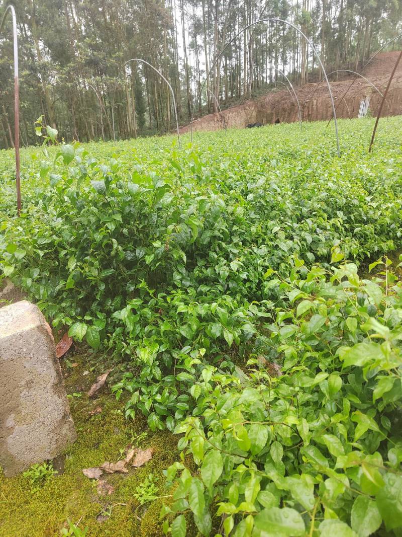 岗梅苗岗梅根营养杯苗称星木点称木苗营养杯苗场地直供