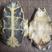 龟板中药材生龟板干龟甲另有炙龟板生龟甲醋炙龟板