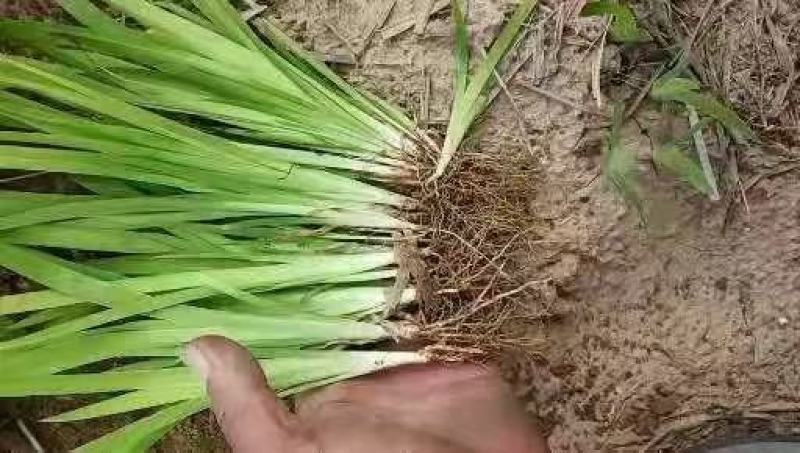观赏药用射干苗，批发各种规格的大中小苗全国批发
