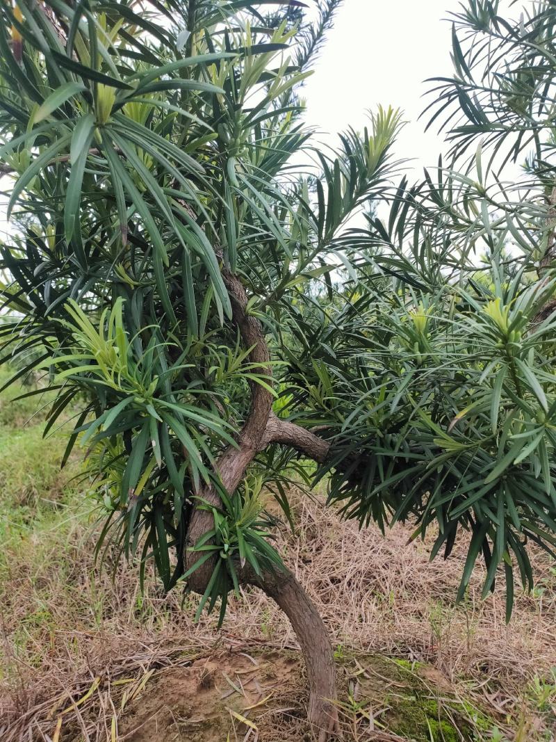 弯头造型罗汉松低价处理