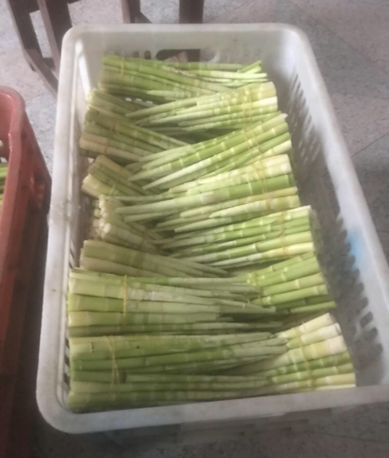 深山野金竹笋大量上市，每日现挖现收。。。。。