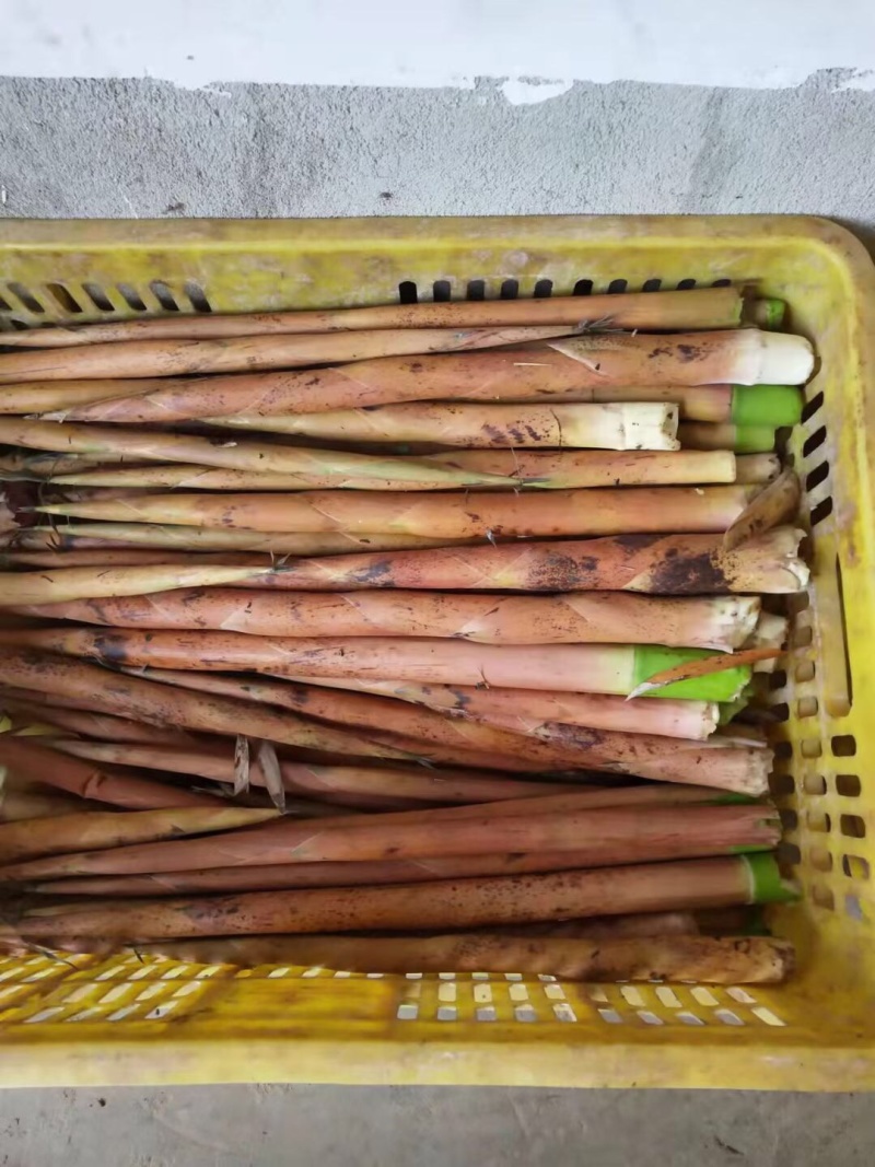 深山野金竹笋大量上市，每日现挖现收。。。。。