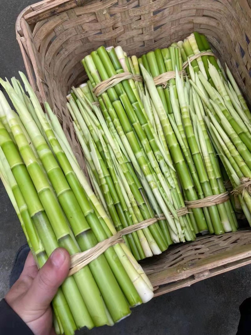 深山野金竹笋大量上市，每日现挖现收。。。。。