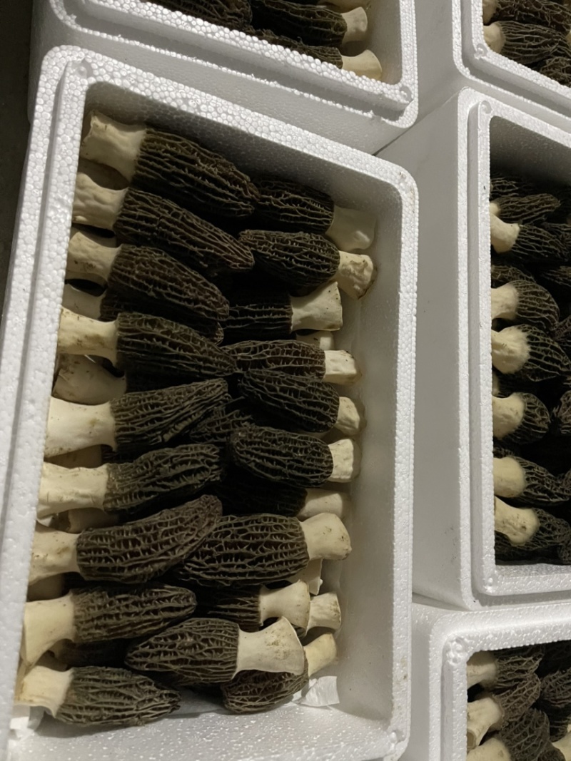精品采摘，基地直发，质量保证，精品直销大量供货！！