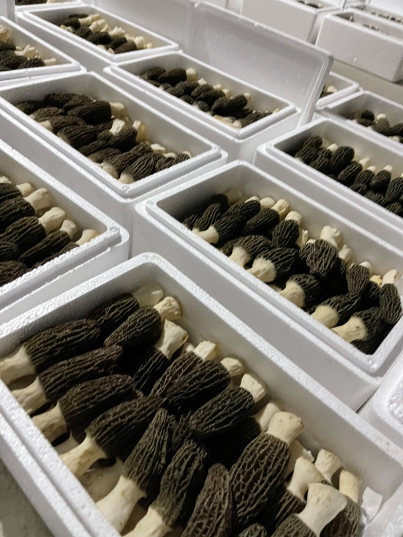 精品采摘，基地直发，质量保证，精品直销大量供货！！