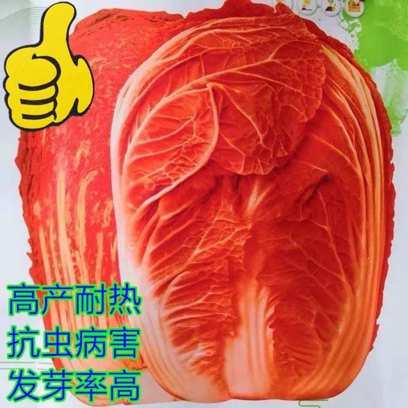 红金宝种籽秋季菜籽种耐寒抗病高产红心白菜种子农家蔬菜孑