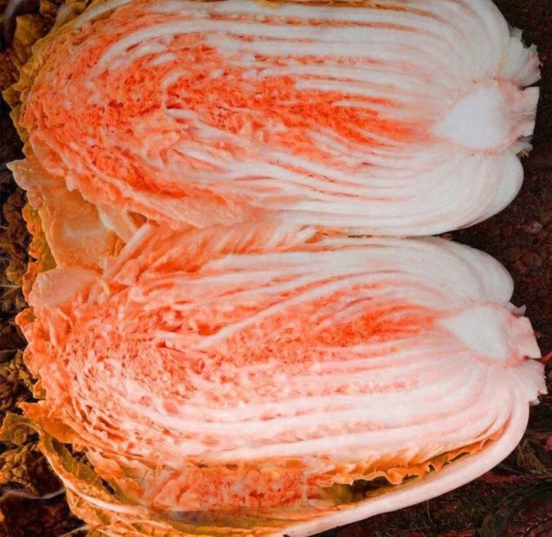 红金宝种籽秋季菜籽种耐寒抗病高产红心白菜种子农家蔬菜孑
