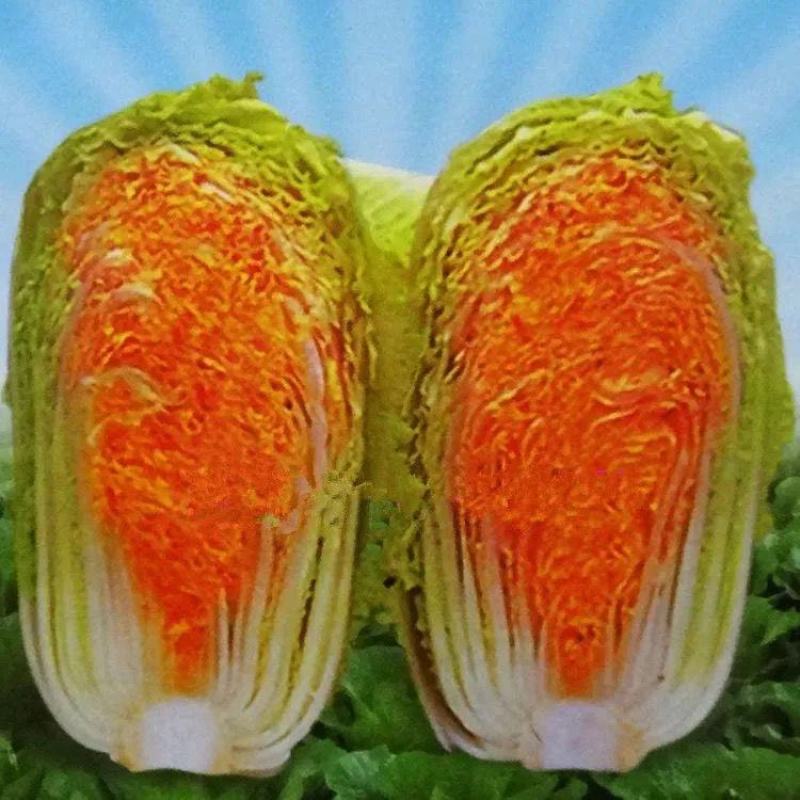 红金宝种籽秋季菜籽种耐寒抗病高产红心白菜种子农家蔬菜孑