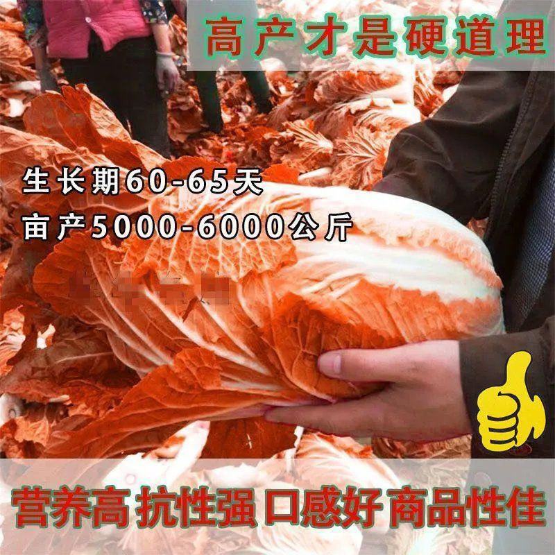 红金宝种籽秋季菜籽种耐寒抗病高产红心白菜种子农家蔬菜孑