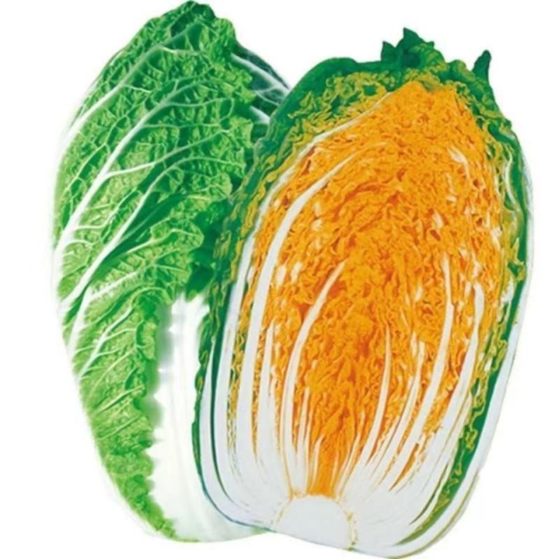 红金宝种籽秋季菜籽种耐寒抗病高产红心白菜种子农家蔬菜孑
