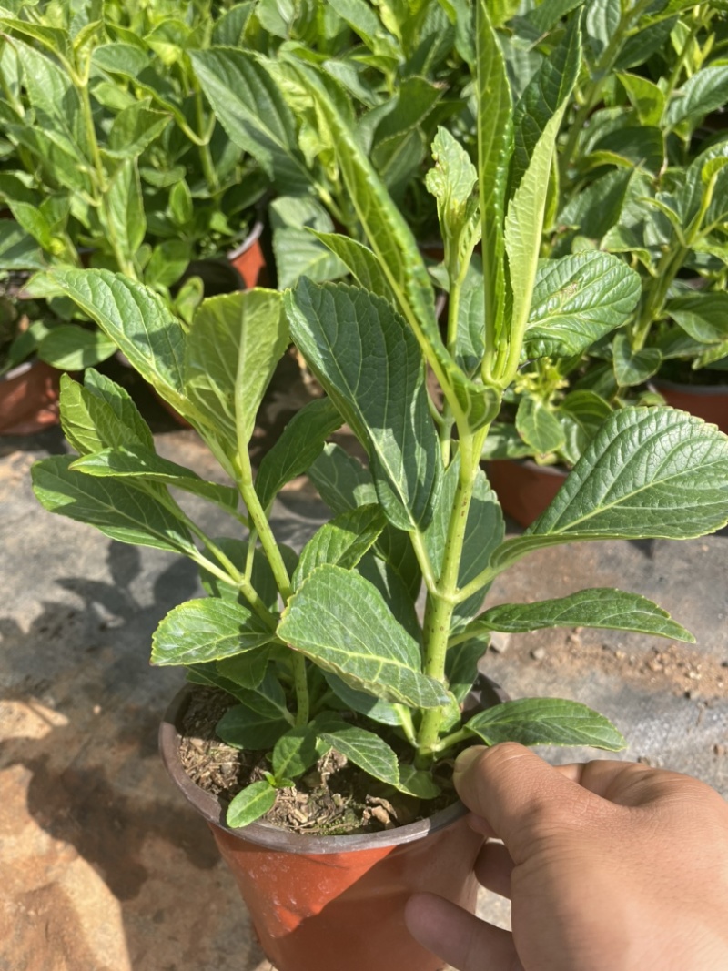绣球花双色杯可以批量发货提供各种绿化工程树木