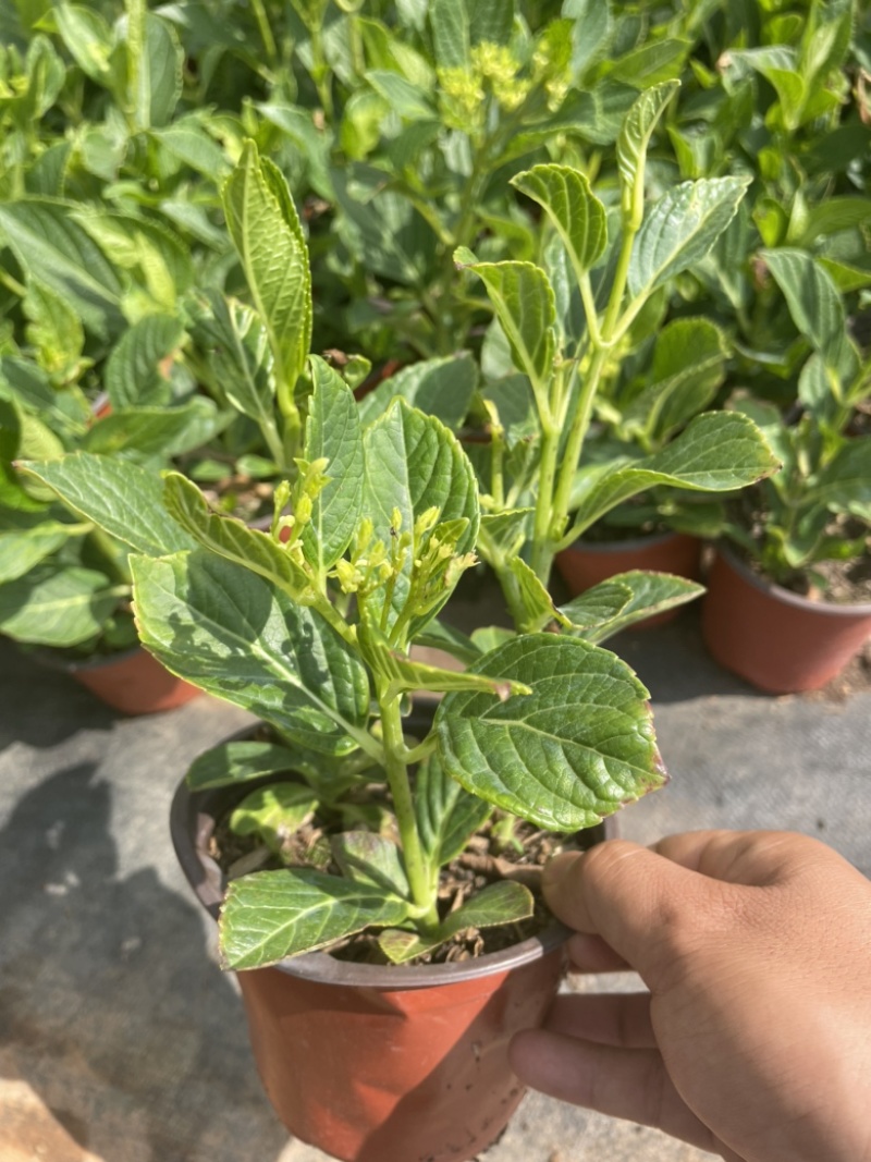 绣球花双色杯可以批量发货提供各种绿化工程树木