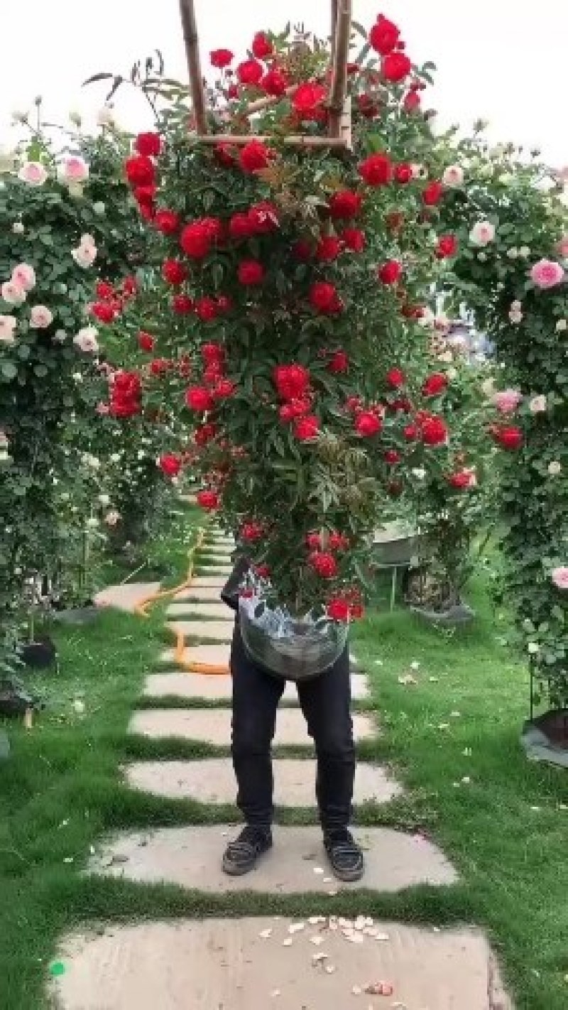 藤本月季苗爬藤植物浓香甜蜜红木香四季开花庭院花卉