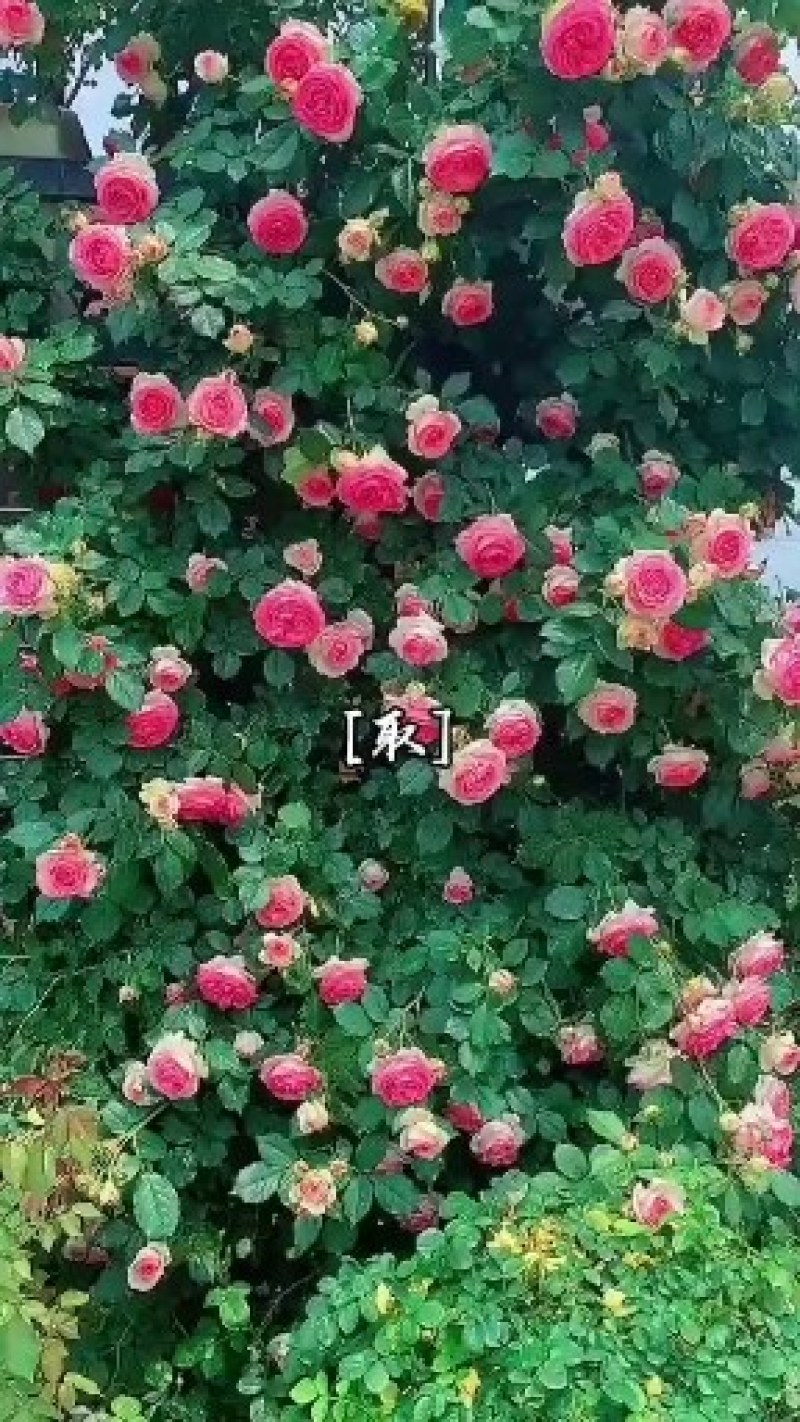 藤本月季苗爬藤植物浓香甜蜜红木香四季开花庭院花卉