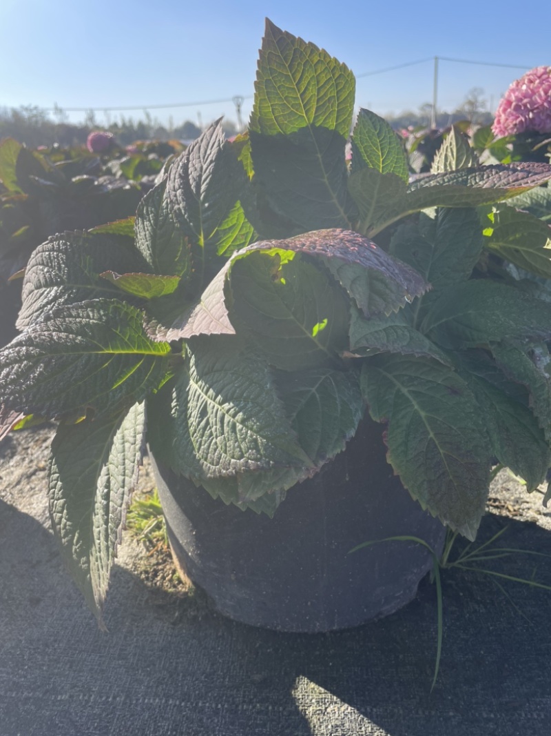 绣球花双色杯可以批量发货提供各种绿化工程树木