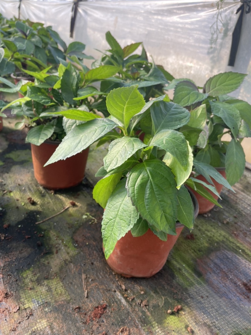 绣球花双色杯可以批量发货提供各种绿化工程树木