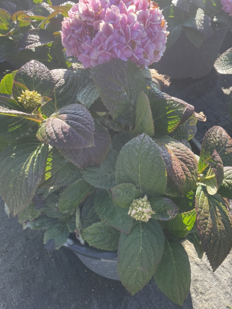 绣球花双色杯可以批量发货提供各种绿化工程树木