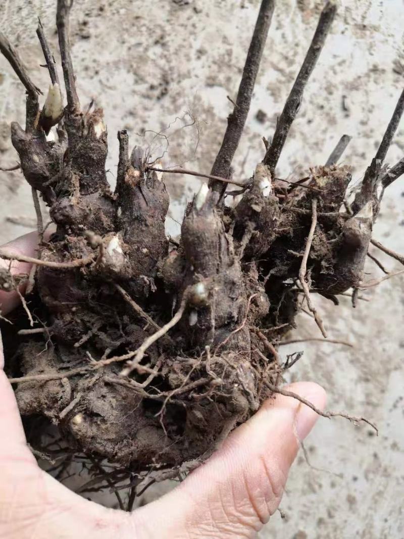 白茶苍术种苗，自家基地直发包成活技术指导量大从优