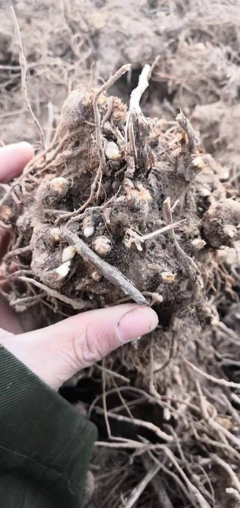 白茶苍术种苗，自家基地直发包成活技术指导量大从优