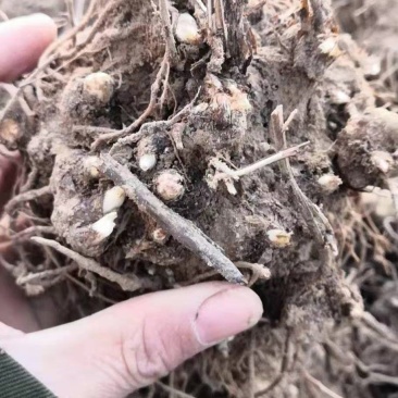 白茶苍术种苗，自家基地直发包成活技术指导量大从优