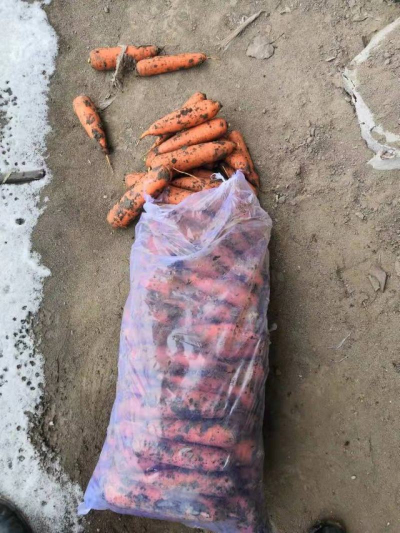 精品胡萝卜，水洗，带土超市电商平台，批发市场全年供应