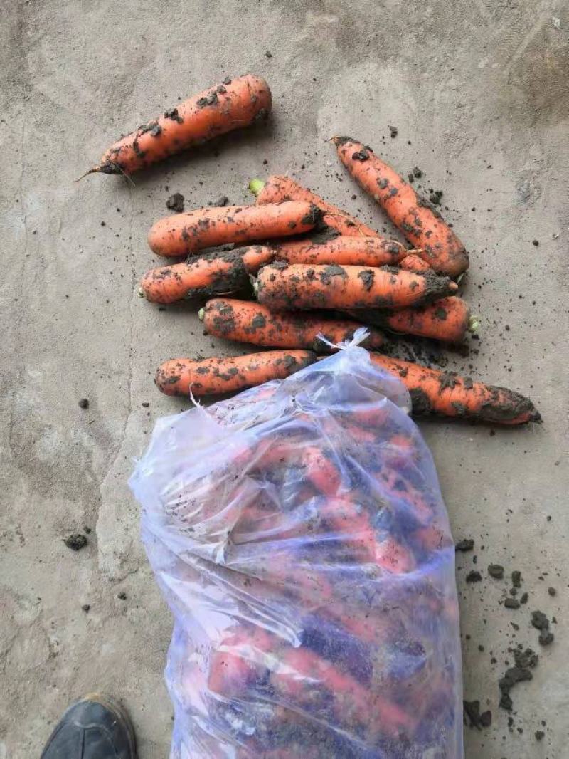 精品胡萝卜，水洗，带土超市电商平台，批发市场全年供应