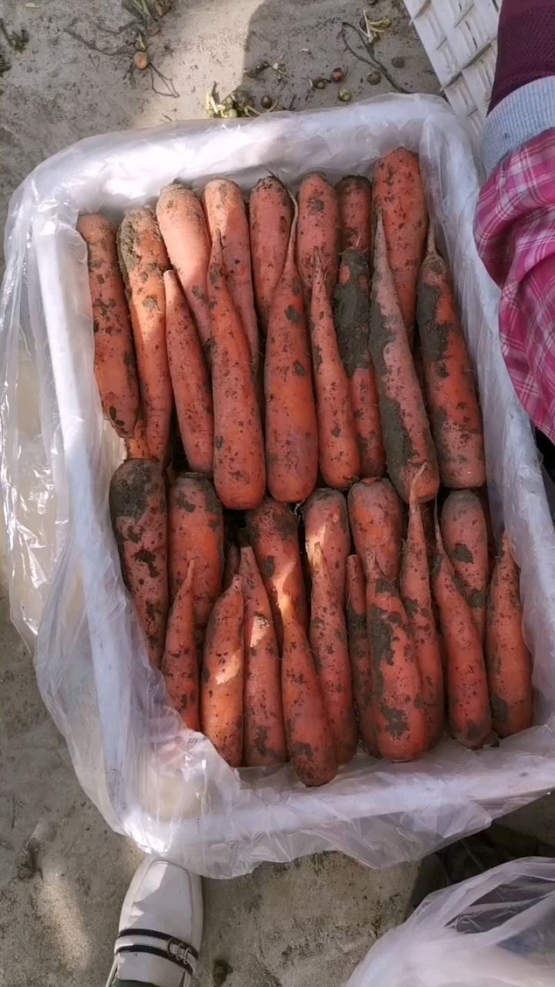 精品胡萝卜，水洗，带土超市电商平台，批发市场全年供应