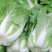 禧悦805白菜罐装蔬菜种子易生春季四季易生白菜种子