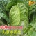 禧悦805白菜罐装蔬菜种子易生春季四季易生白菜种子