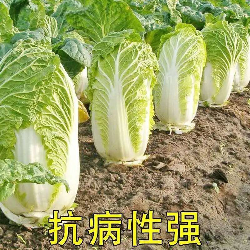 禧悦805白菜罐装蔬菜种子易生春季四季易生白菜种子