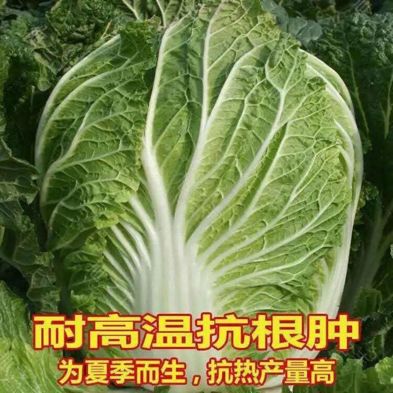 禧悦805白菜罐装蔬菜种子易生春季四季易生白菜种子