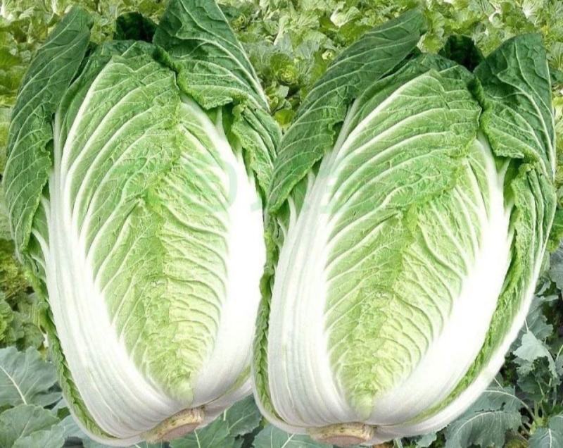禧悦805白菜罐装蔬菜种子易生春季四季易生白菜种子