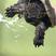 佛鳄鱼龟精品佛鳄龟，纯佛鳄龟，佛鳄龟苗佛鳄种母
