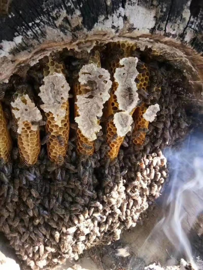 高山蜂蜜！西坡农家山里养殖，采山里的花粉，无任何人工干涉
