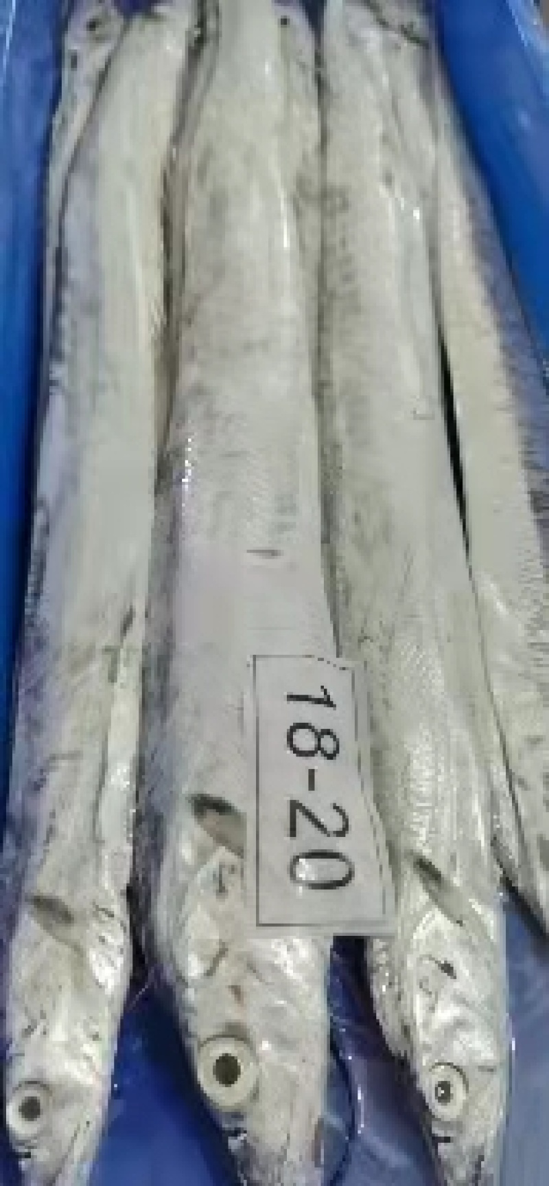 【大厂直发】东海舟山带鱼，货真价实，工厂直发，先到先得