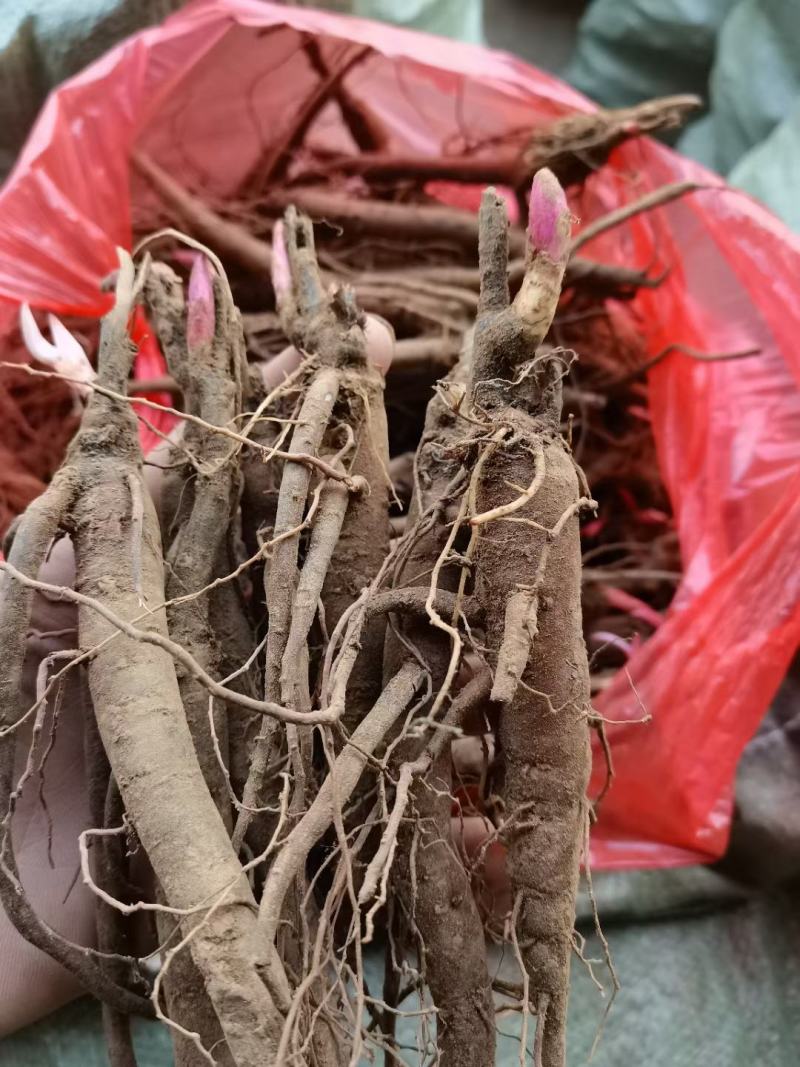 优质2年芍药苗，基地直供包成活技术指导量大从优