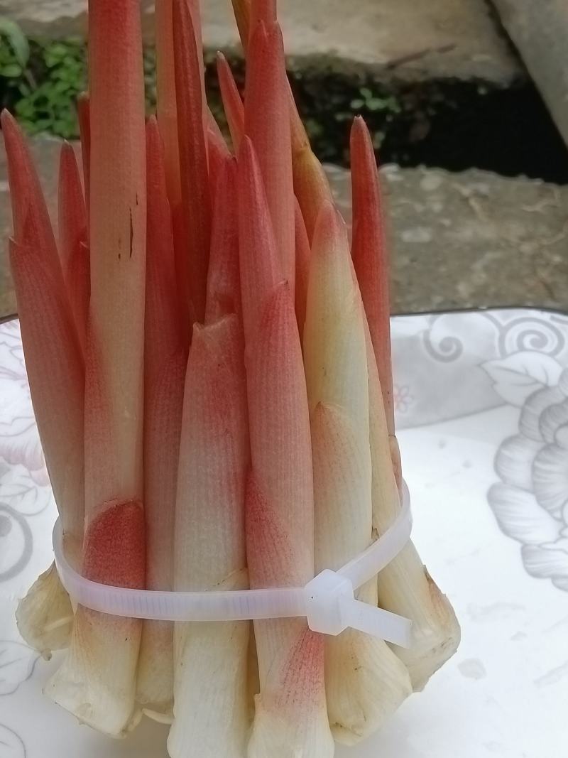 生态阳荷笋，不打药，不施肥的绿色蔬菜，价格实惠。