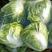 大白菜种子抗热黄心大白菜种籽室内阳台盆栽蔬菜子禧包23