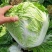 大白菜种子抗热黄心大白菜种籽室内阳台盆栽蔬菜子禧包23