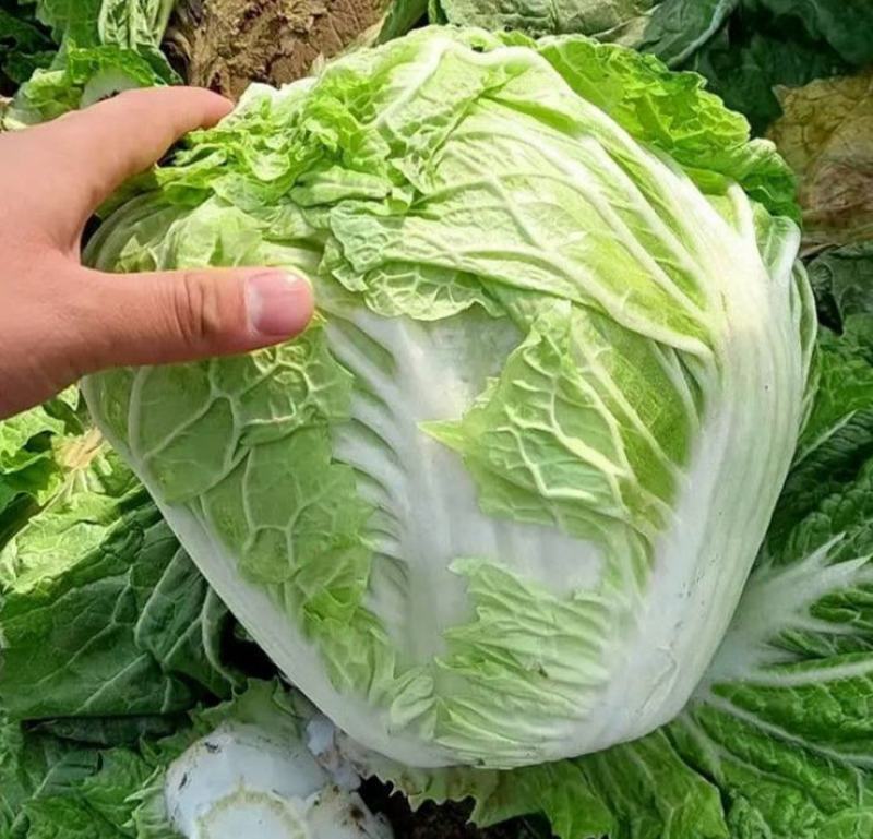 大白菜种子抗热黄心大白菜种籽室内阳台盆栽蔬菜子禧包23