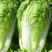 大白菜种子抗热黄心大白菜种籽室内阳台盆栽蔬菜子禧包23