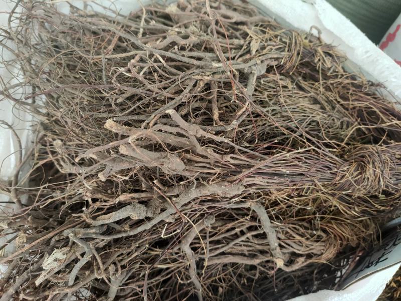 野生鸡骨草