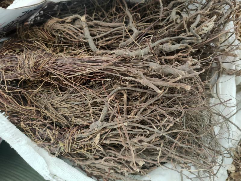野生鸡骨草