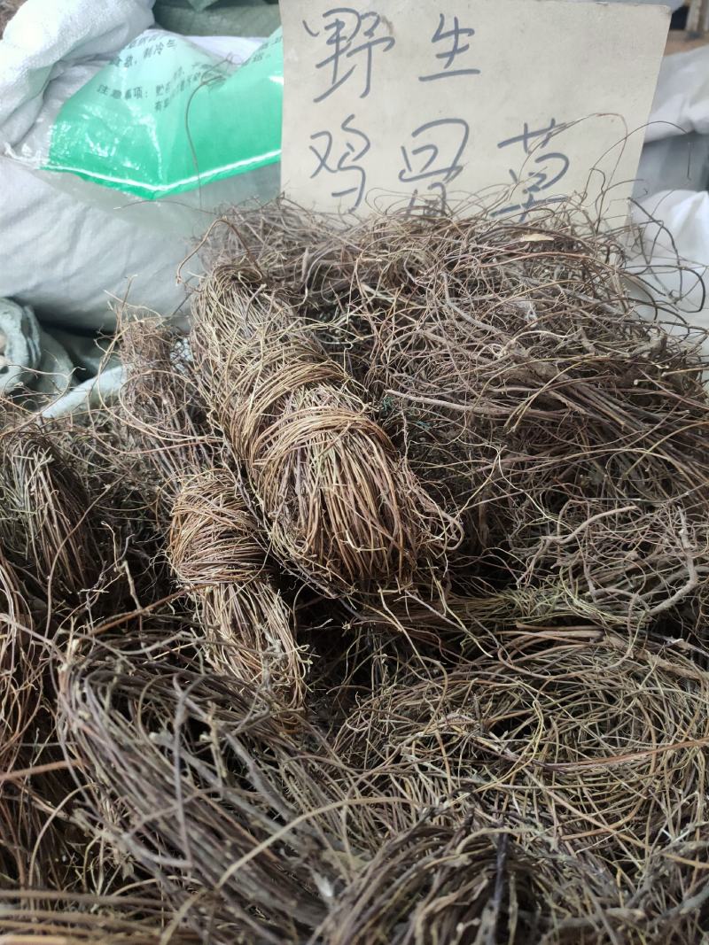 野生鸡骨草