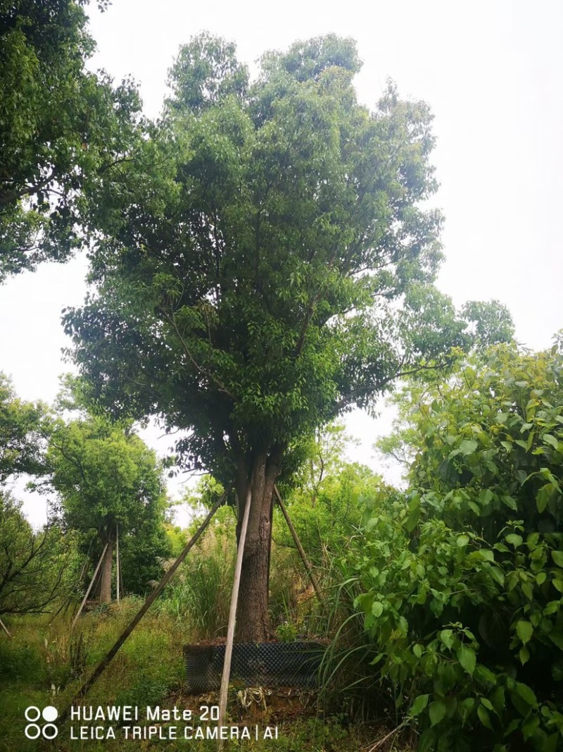 香樟树20公分原生苗香樟树种植基地农户直销