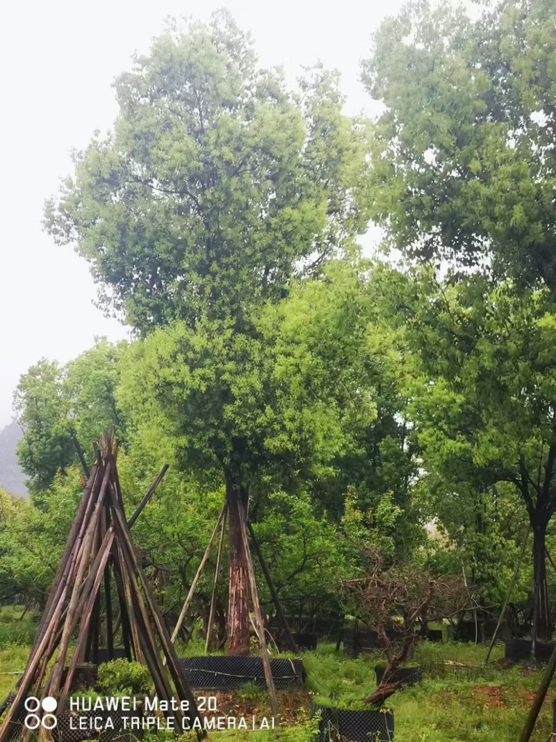 香樟树20公分原生苗香樟树种植基地农户直销