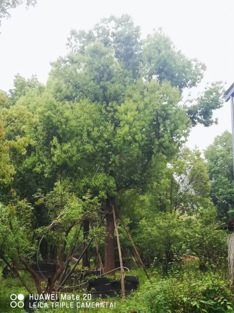 香樟树20公分原生苗香樟树种植基地农户直销